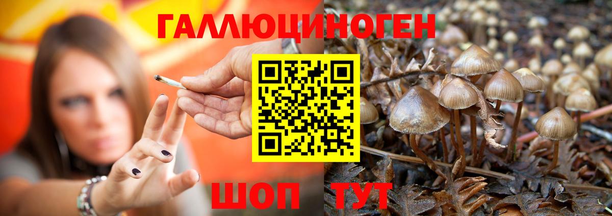 Галлюциногенные грибы Psilocybe  Вход с VPN  Керчь  продажа наркотиков  Псилоцибиновые грибы Psilocybe 